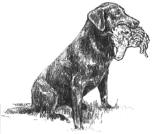 This image copyright Terry Albert, and is not to be copied or otherwise used without express written permission - thank you.